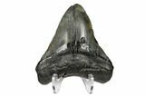 Fossil Megalodon Tooth - South Carolina #168148-2